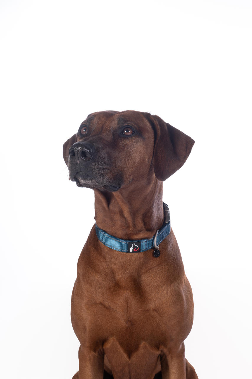 HKM Collier de chien -Anam Cara- Nylon
