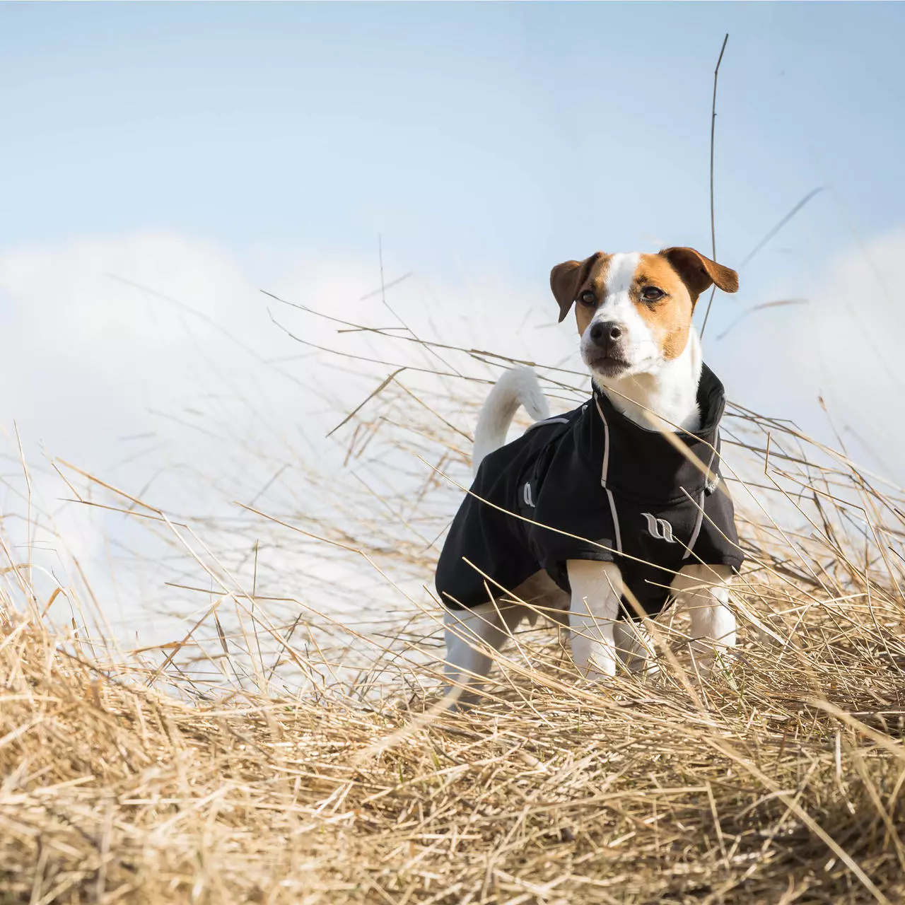 Back on Track Bark Allround Manteau pour chien