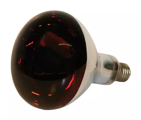 Göbel Ampoule infrarouge en verre trempé 150 W