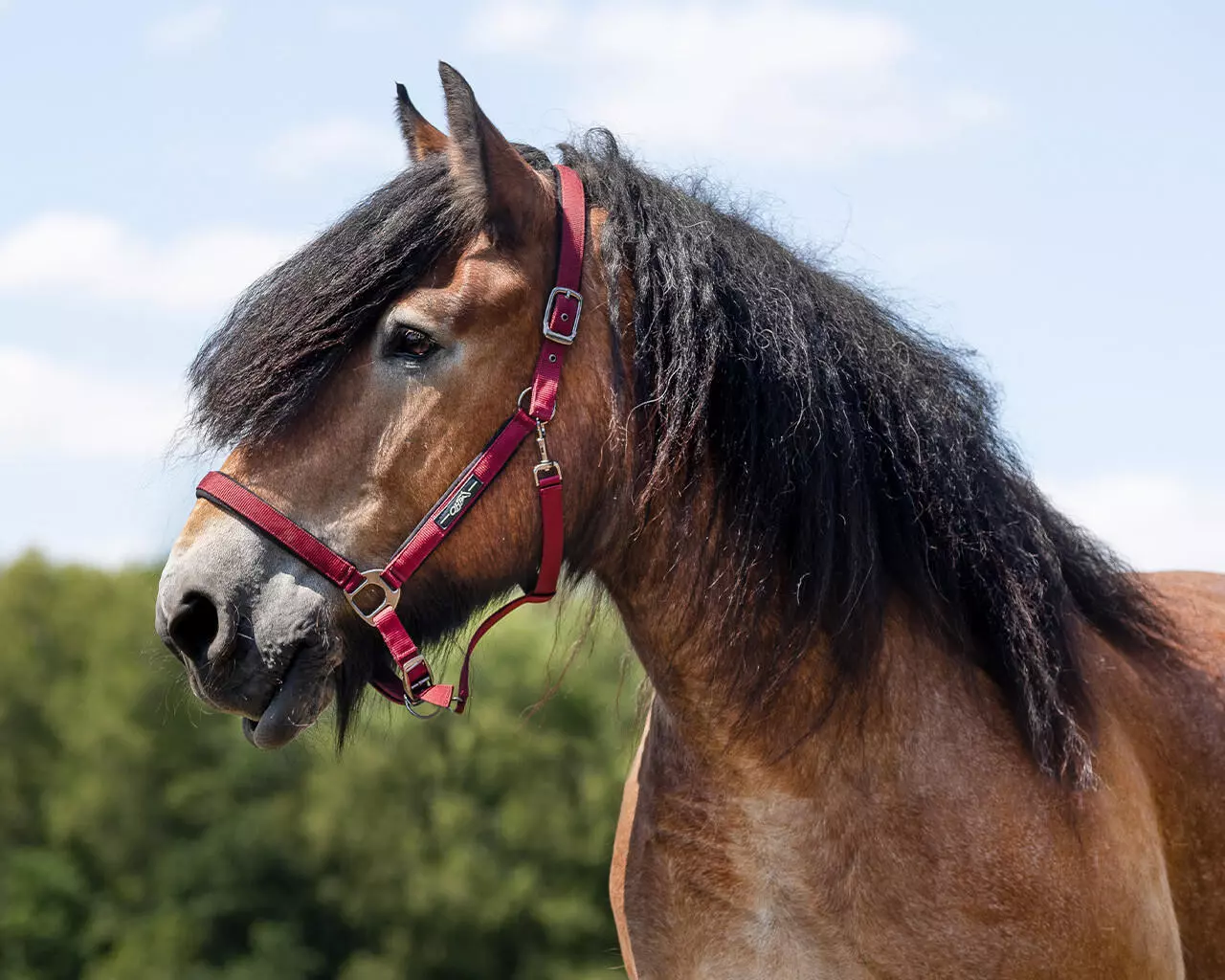 QHP Licol Deluxe cheval de trait