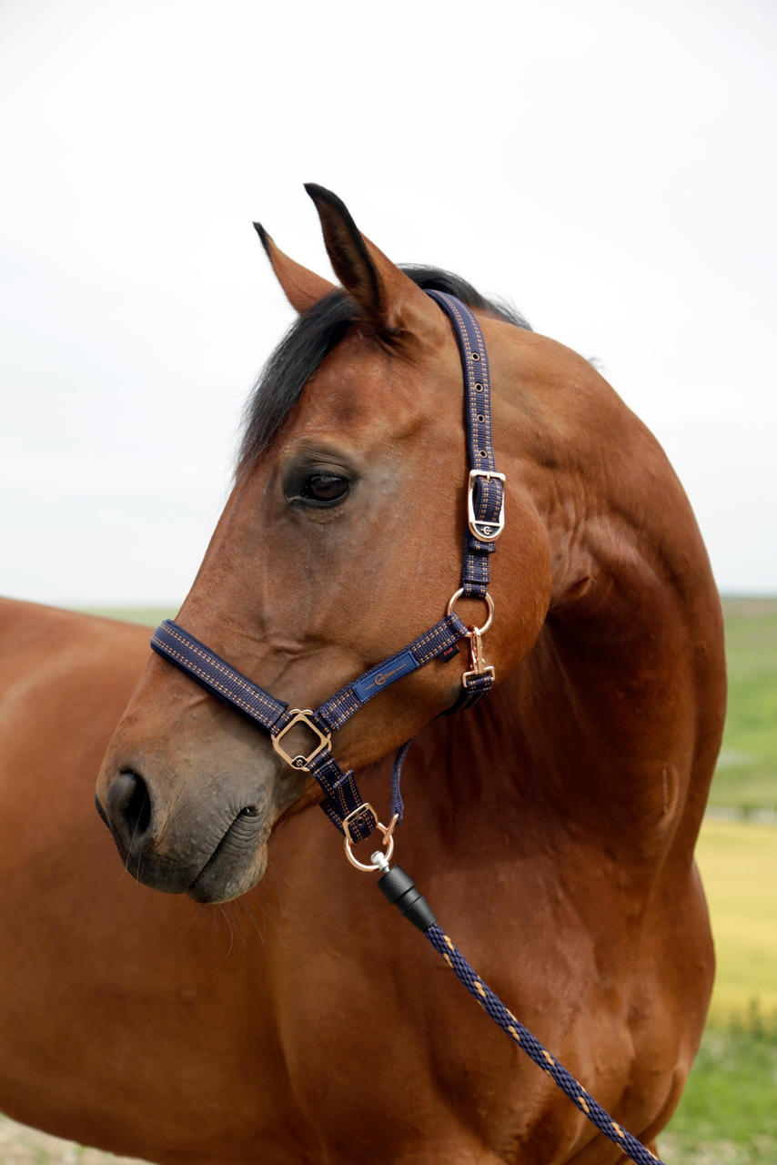 GoLeyGo 2.0 Licol pour chevaux 