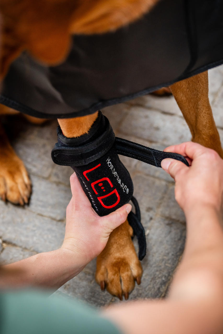 Horseware Guêtre de Thérapie par Lumière Rouge LED pour Animaux de Compagnie