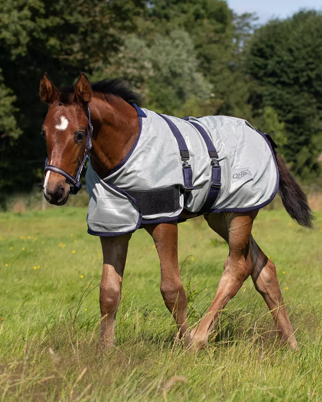 QHP Couverture anti-mouches de poulain
