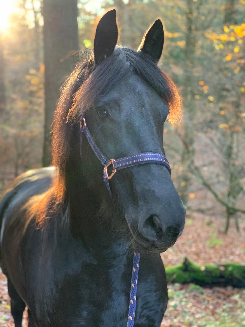 GoLeyGo 2.0 Licol pour chevaux 