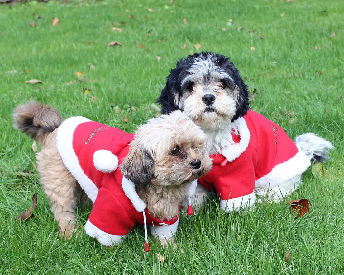 QHP Manteau pour chien Noël