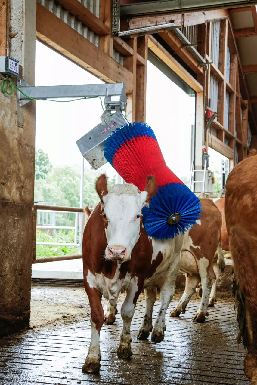 Kerbl Brosse à vaches HAPPYCOW MaxiSwing