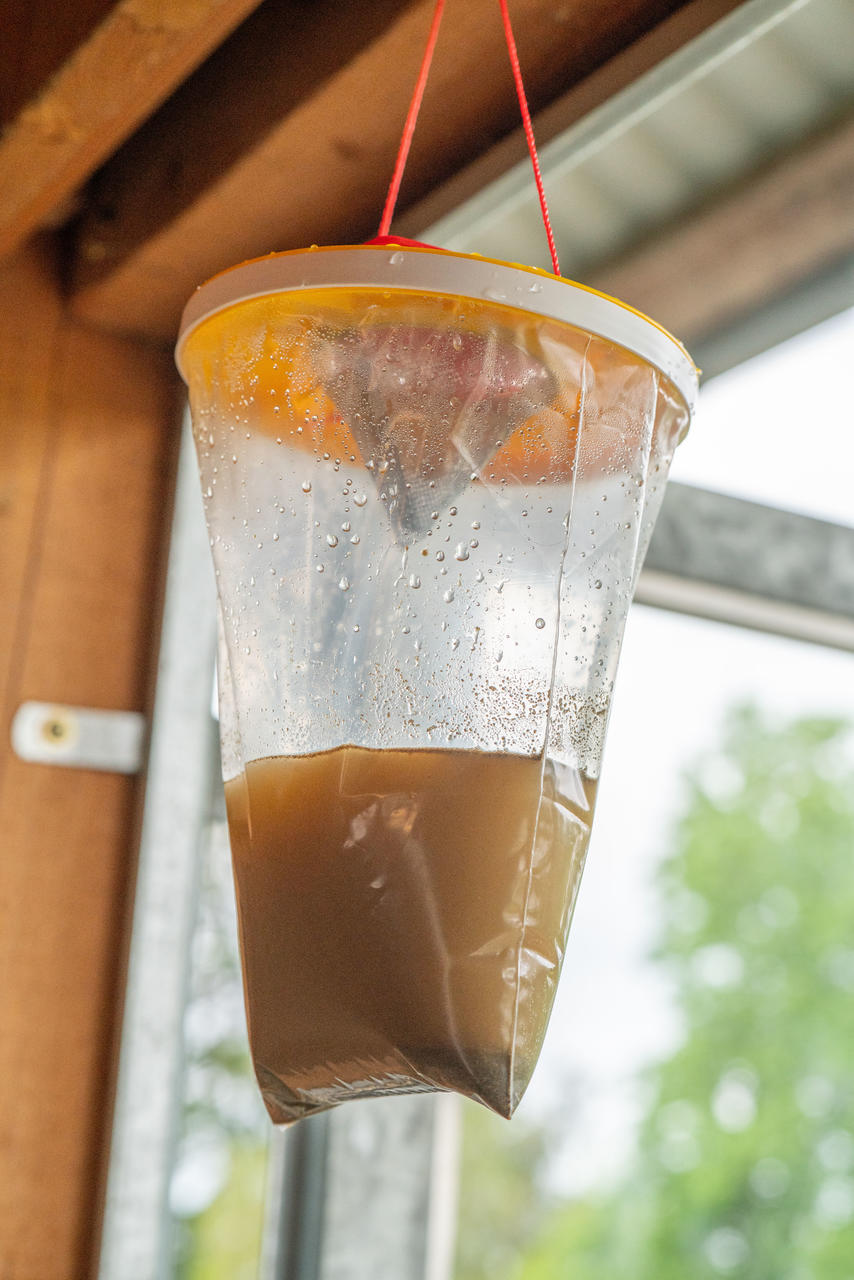 REDTOP Piège à mouches  taille L, 3 litres