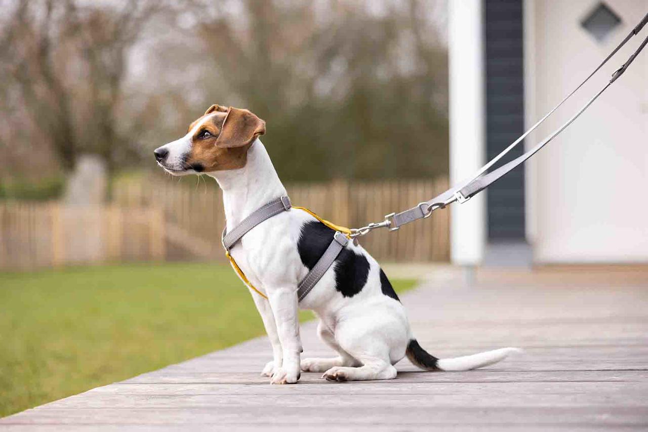 HKM Laisse de dressage pour chiens -Anam Cara- Nylon