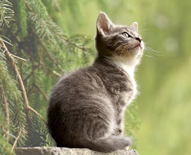 Chats