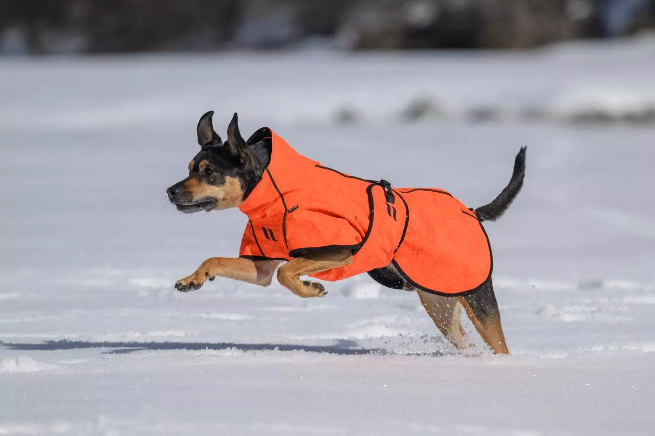 Back on Track Bark Allround Manteau pour chien