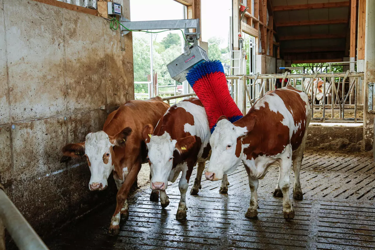 Kerbl Brosse à vaches HAPPYCOW MaxiSwing