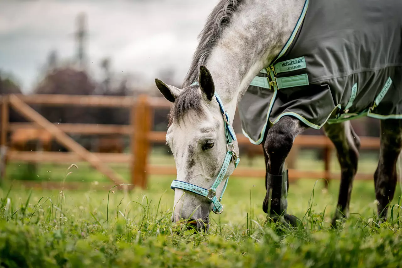 Horseware Licol Field Safe