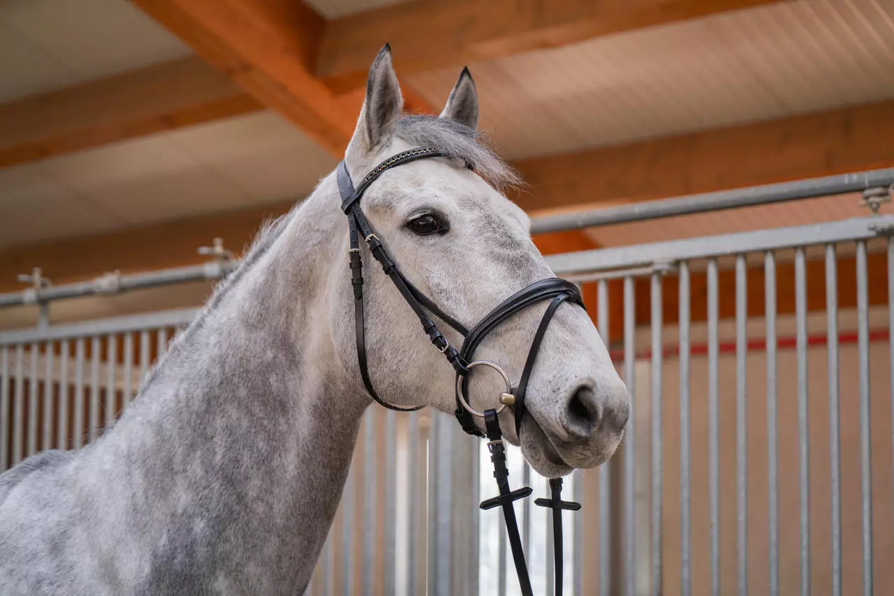 Hans Melzer Bridon Badminton