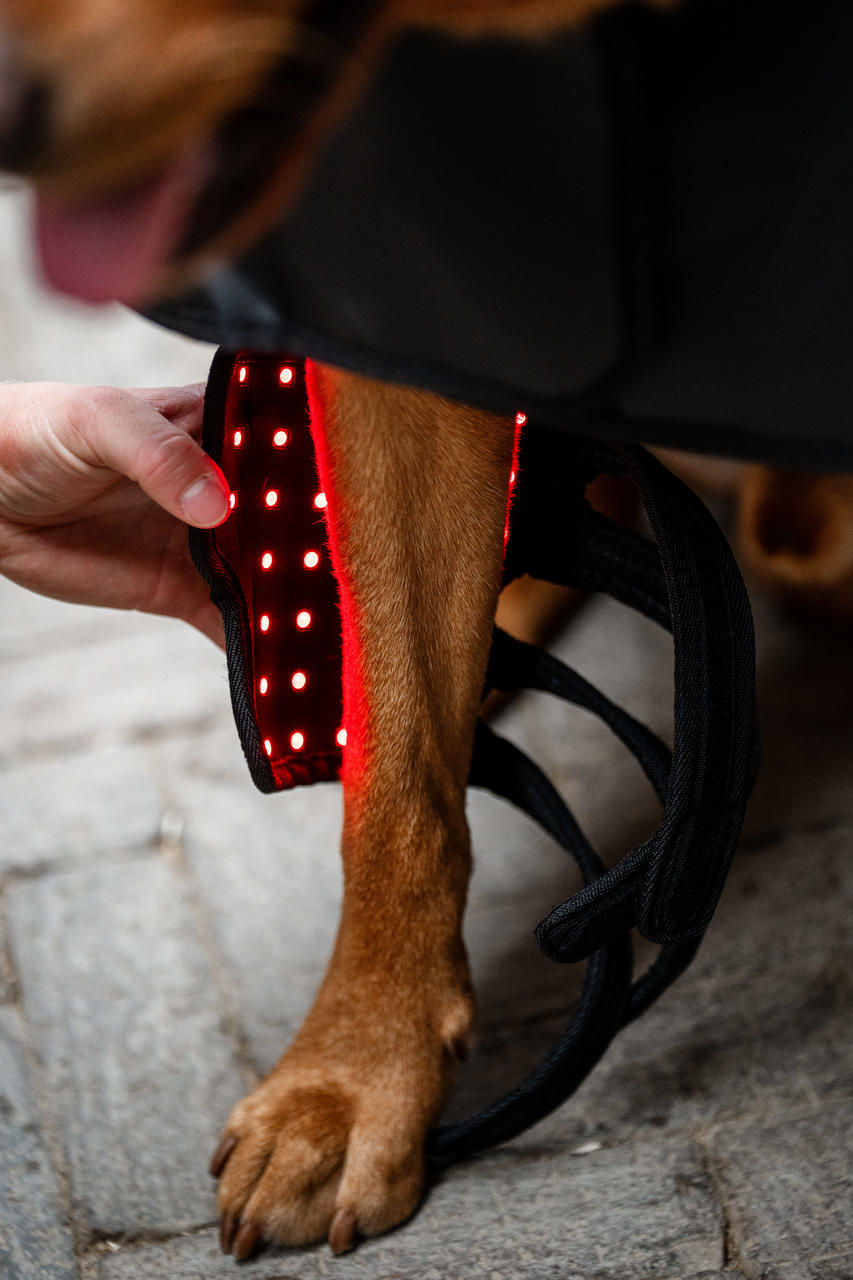 Horseware Guêtre de Thérapie par Lumière Rouge LED pour Animaux de Compagnie