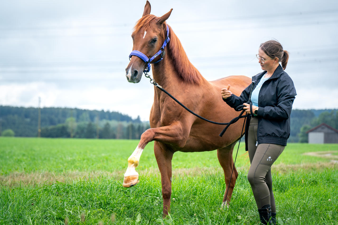 ELT Legging d'équitation Ella pour femmes et enfants