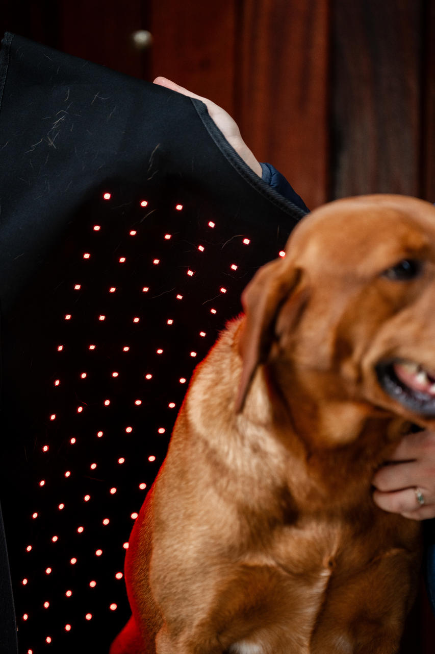 Horseware Manteau de Thérapie par Lumière Rouge LED pour Animaux de Compagnie