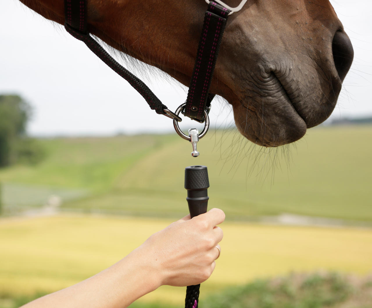 GoLeyGo 2.0 Licol pour chevaux 