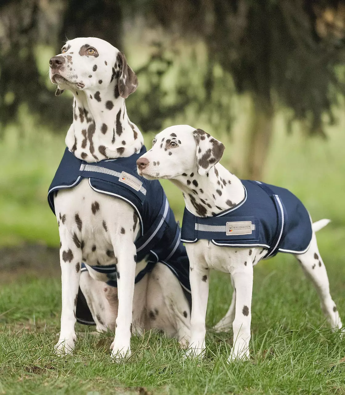 Waldhausen Couverture imperméable pour chiens