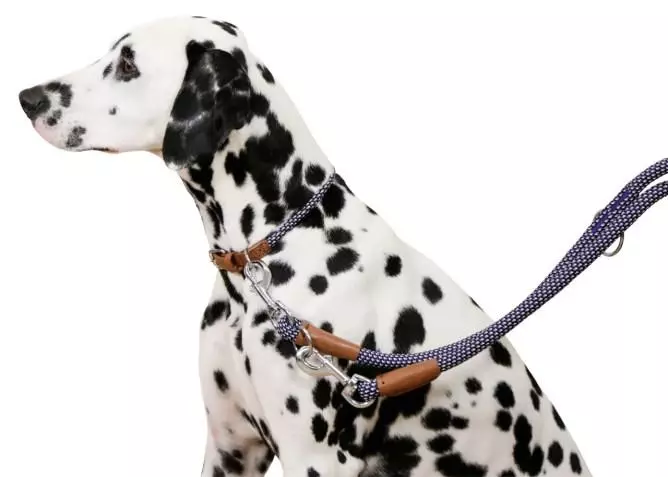 Kerbl Collier pour chiens Phoenix