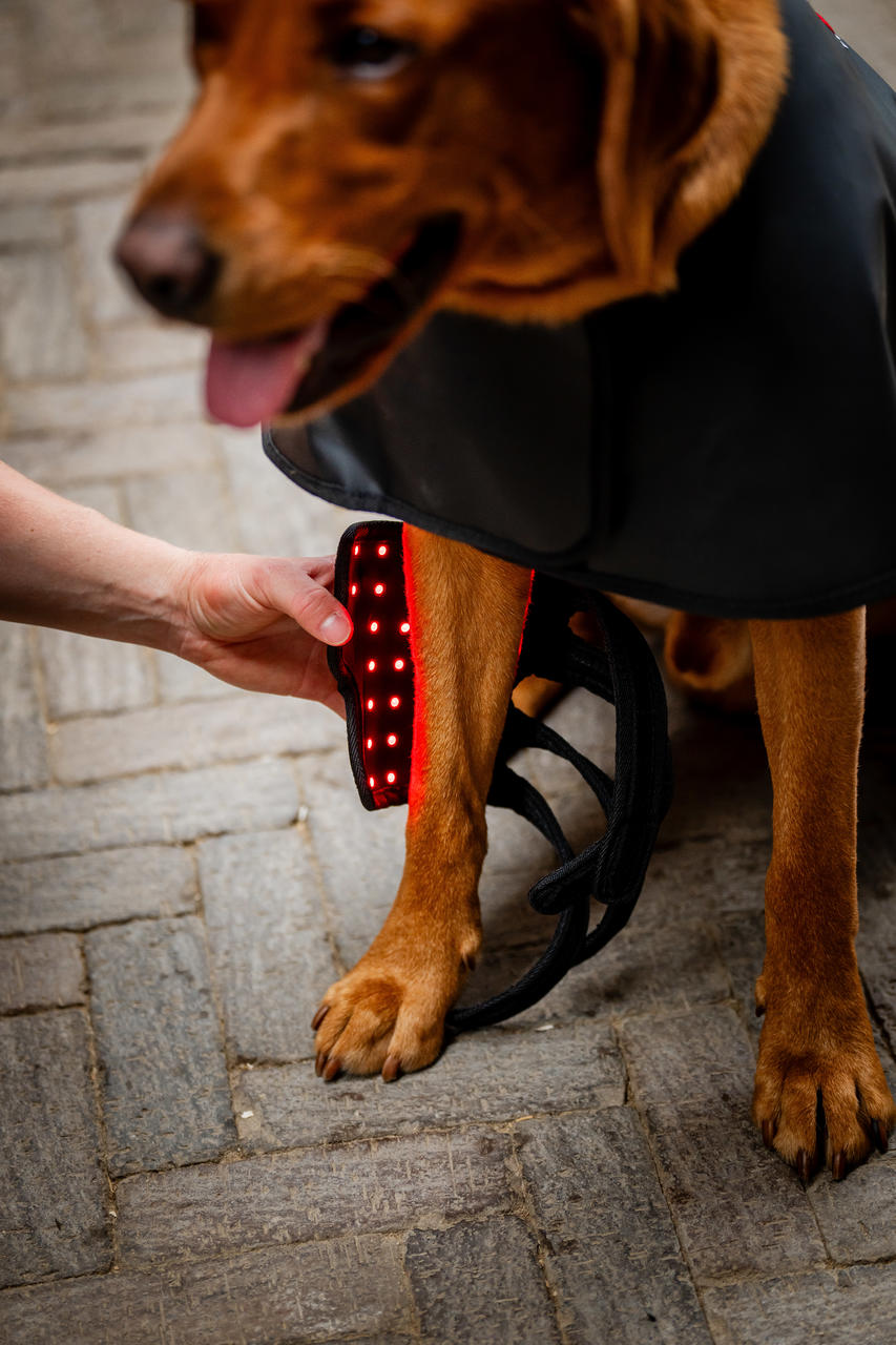 Horseware Guêtre de Thérapie par Lumière Rouge LED pour Animaux de Compagnie