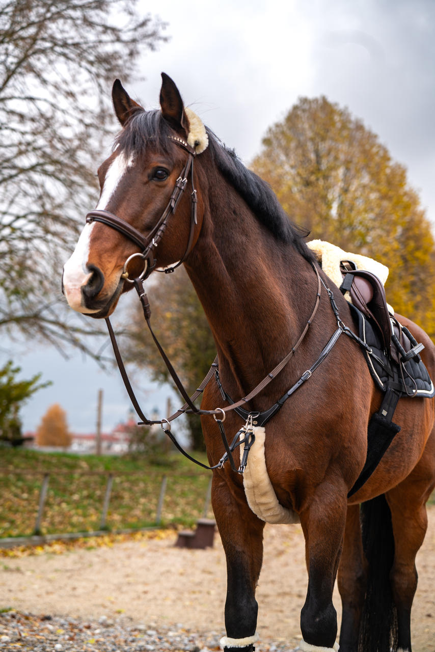 Equithème Fourreau pour collier de chasse „Teddy"
