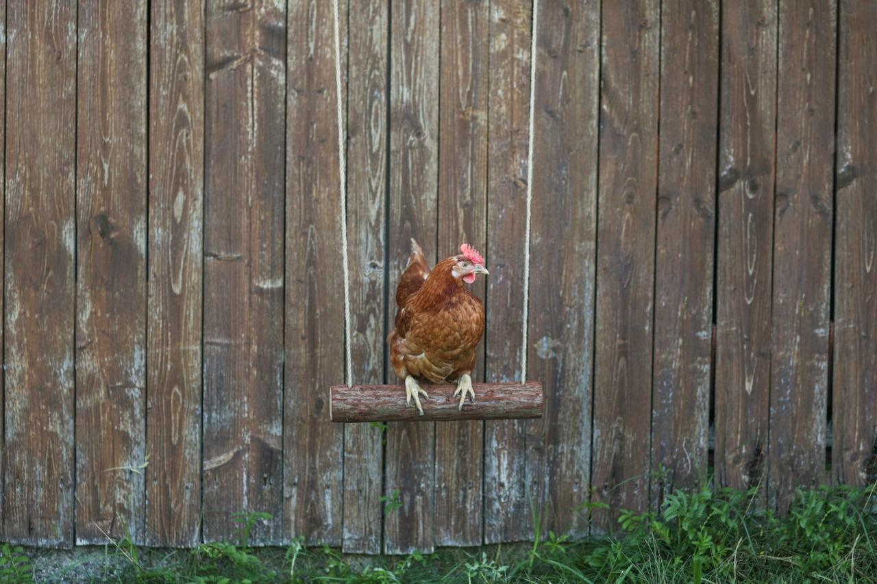 Kerbl Balançoire pour poules - longueur 39 cm