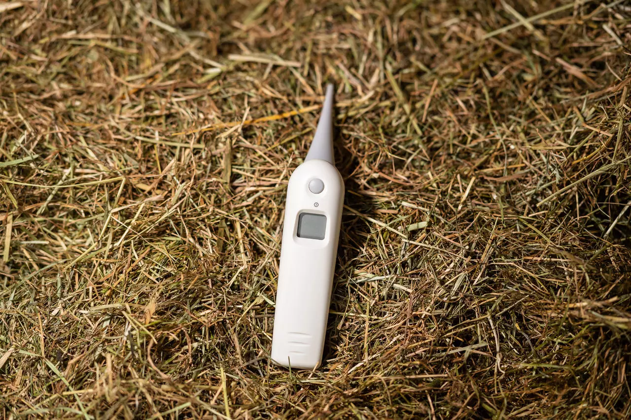 Kerbl Thermomètre médical numérique TopTEMP-Pistolet