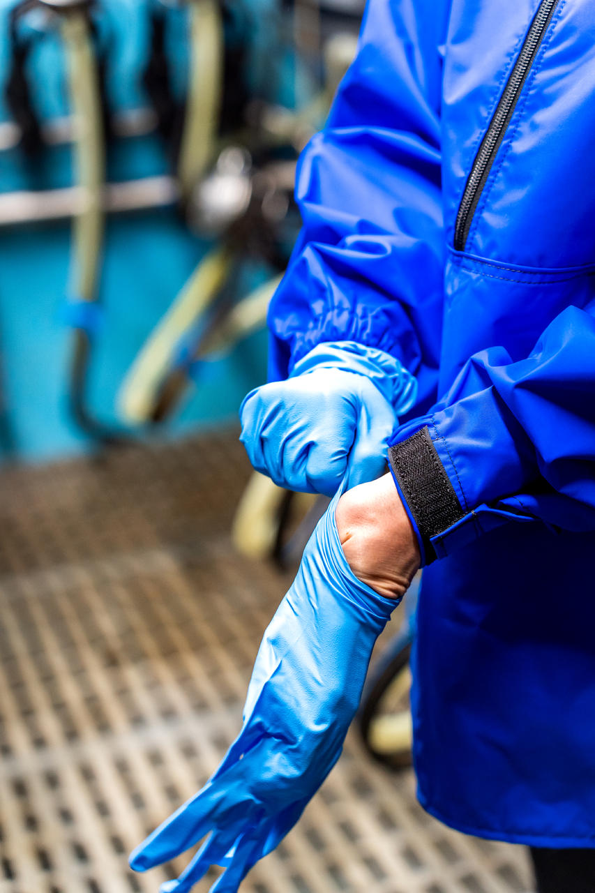 WAHL-Hausmarke Gants à usage unique Nitrile Profi