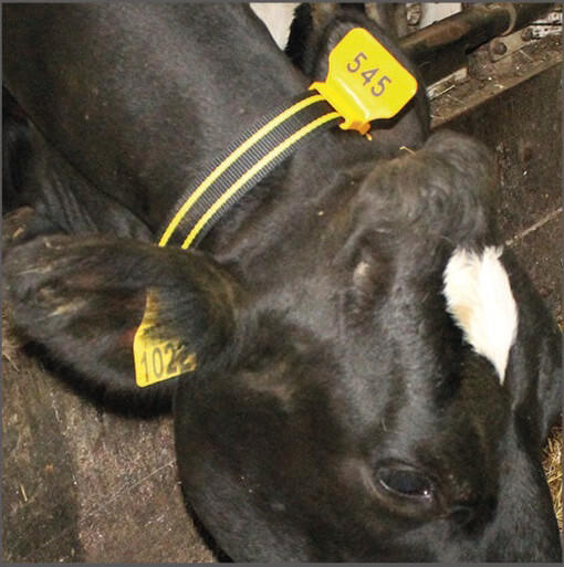 Numéro d'identification pour collier, par-dessus,, marquage laser